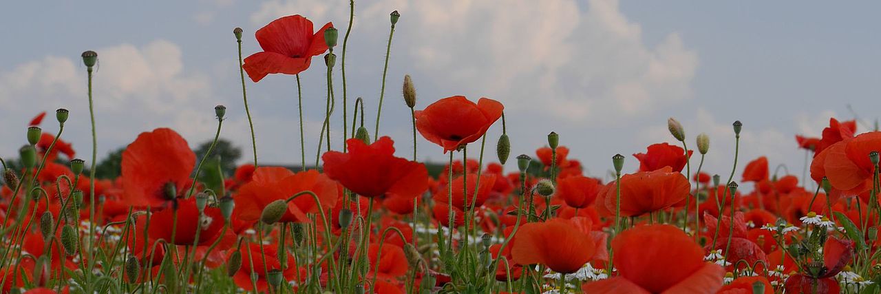Mohnblumen